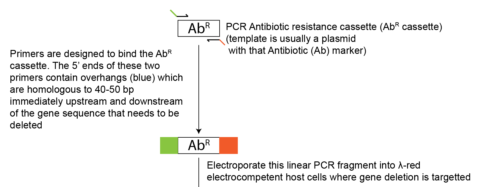 Lambda Red Mediated GoldBio